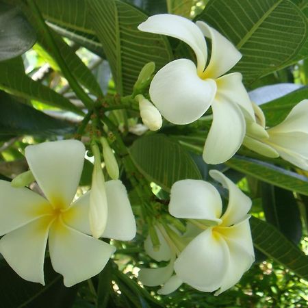 Baan Kuasakul Resort Bãi biển Bãi biển Mae Nam Ngoại thất bức ảnh
